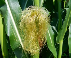 What My Grandmother Taught Me About Corn Silk