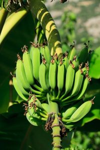 Why You Should Eat Green Bananas